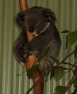 еще одна коала на прощание