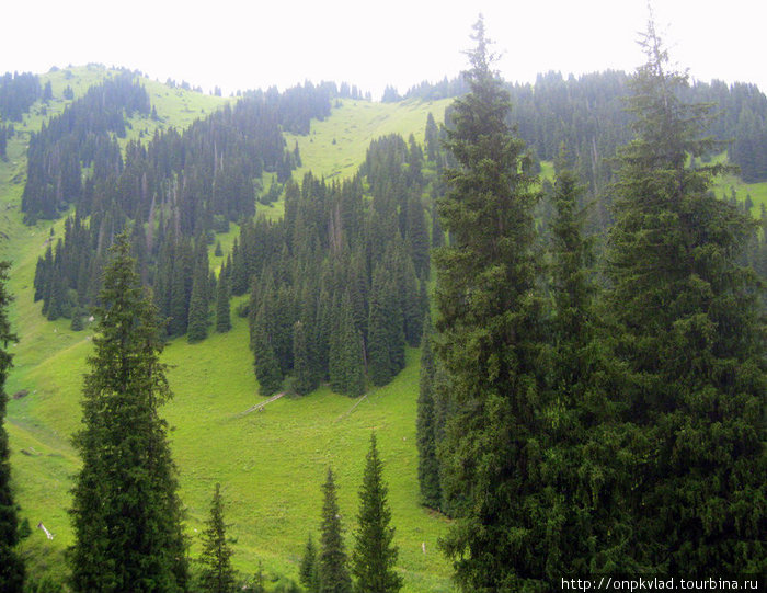 Природа со склона. Авторская фотография. Иле-Алатауский Национальный Парк, Казахстан