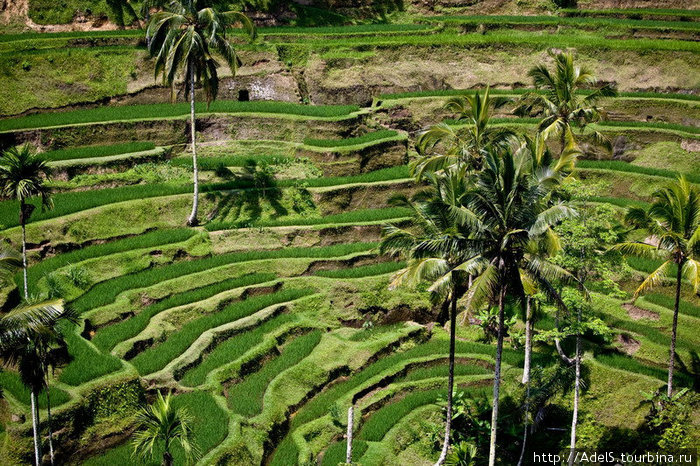 Рисовая терасса Бали, Индонезия
