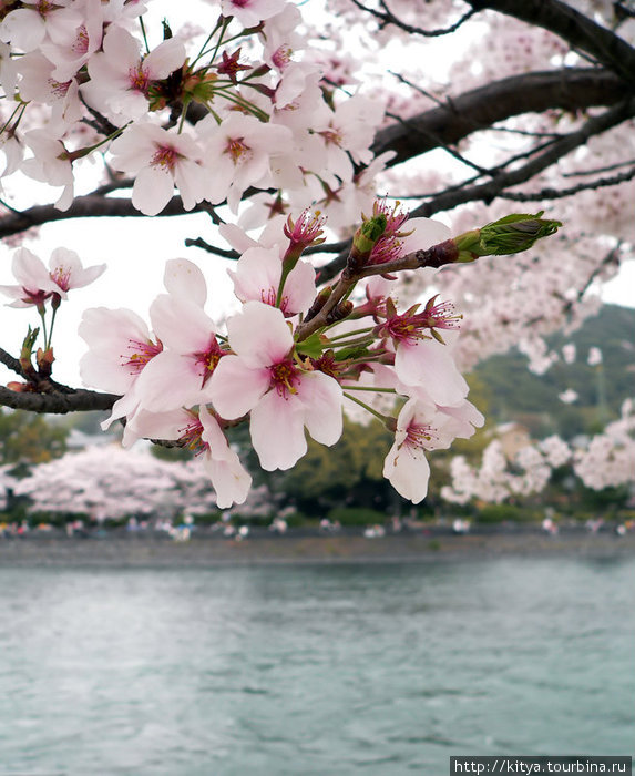 Весна и лето в Удзи Удзи, Япония