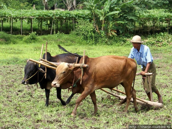 Пашут на быках Пья, Мьянма