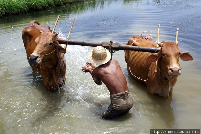 Гигиена — залог здоровья и людей, и скота Пья, Мьянма