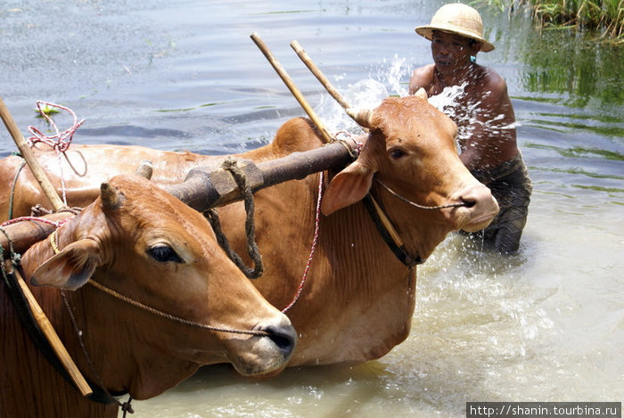 Коровы Пья, Мьянма