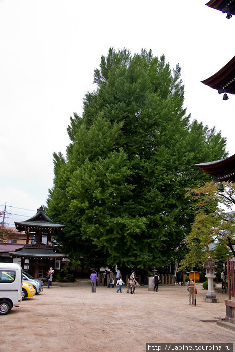 Старое-престарое дерево гингко в храме Хида Кокубундзи Такаяма, Япония