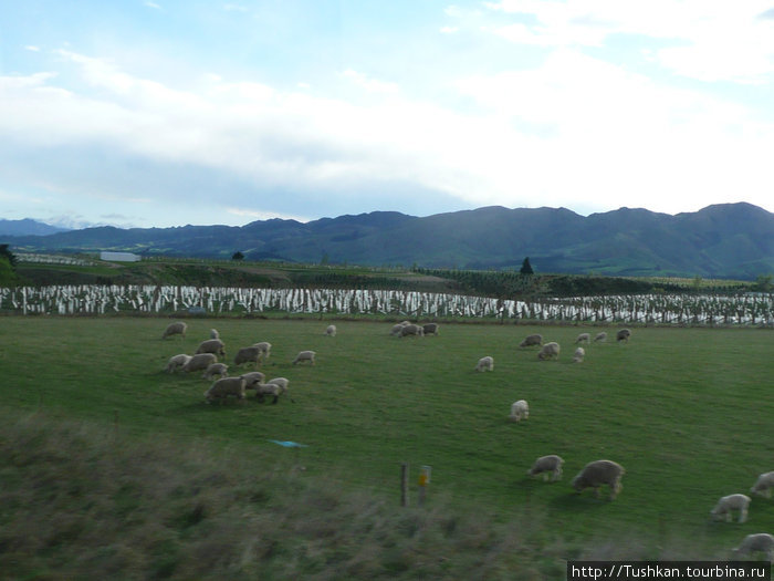 Зелено-синие просторы Новой Зеландии Новая Зеландия