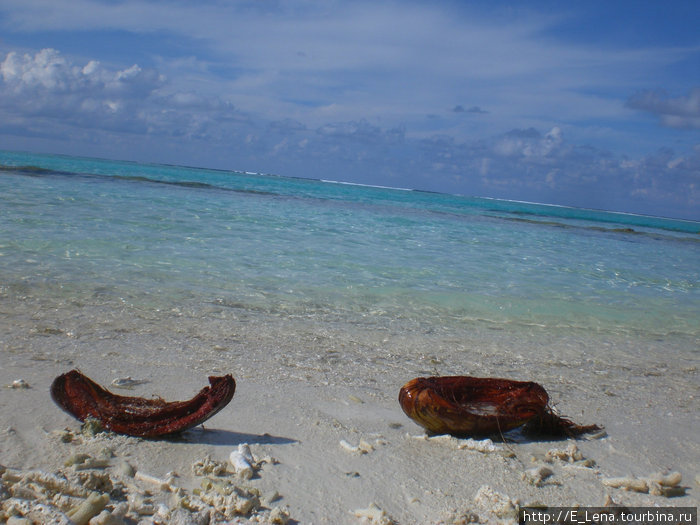 Мальдивы в октябре. Фауна Мальдивских островов. Остров Пасхи Южная Америка. Кто обитает на острове Мальдивы.