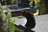 Эта удивительная кошка позировала нам на кладбище, проводила до домика с чудесными кружевами, а потом нашла нас в ресторане и с достоинством выпросила кусочек фуа-гра.