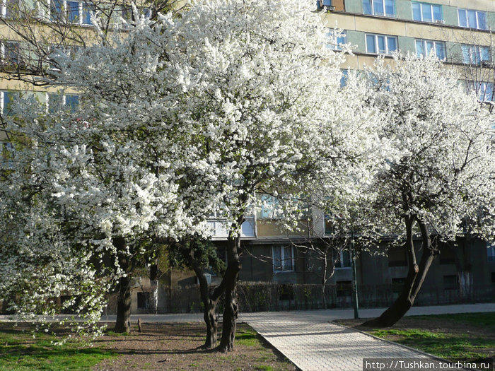 Во власти вампиров и цыган Румыния