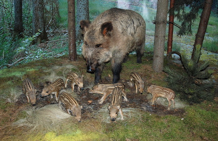 Музей природы в Беловежской пуще Беларусь