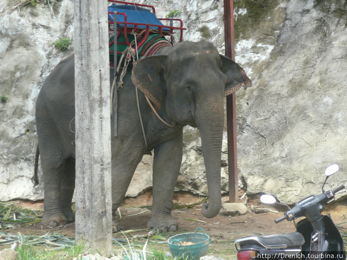 катание на слонах,это наверное самое страшное что нам довелось пережить в Тайланде.Это животное, такое милое с виду, идет совершенно куда ему вздумается... Таиланд