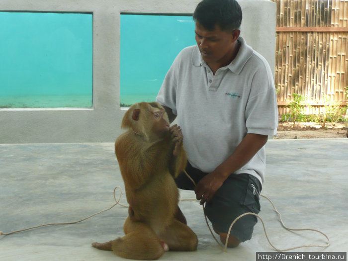 даже обезьяны приветствуют вас по тайски Таиланд