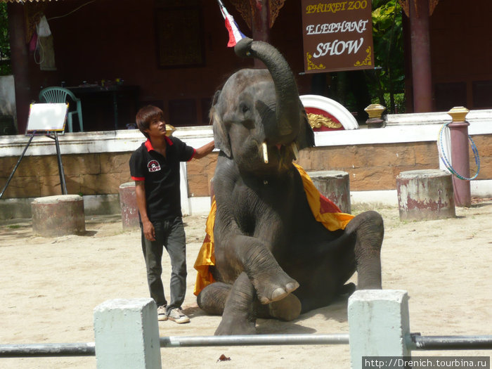 шоу слонов в зоопарке,такого не видели даже в цирке Таиланд