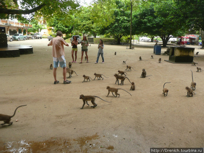 приезд очередной группы туристов,очень оживляет коммуну обезьян Таиланд