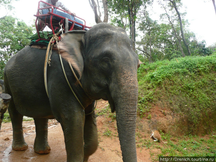 вот он,слон на котором мы катались Таиланд