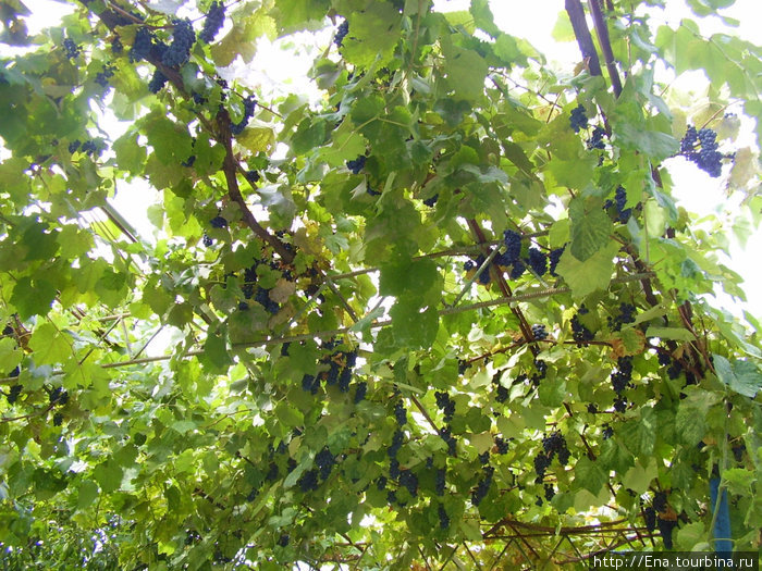 Чарующий виноград