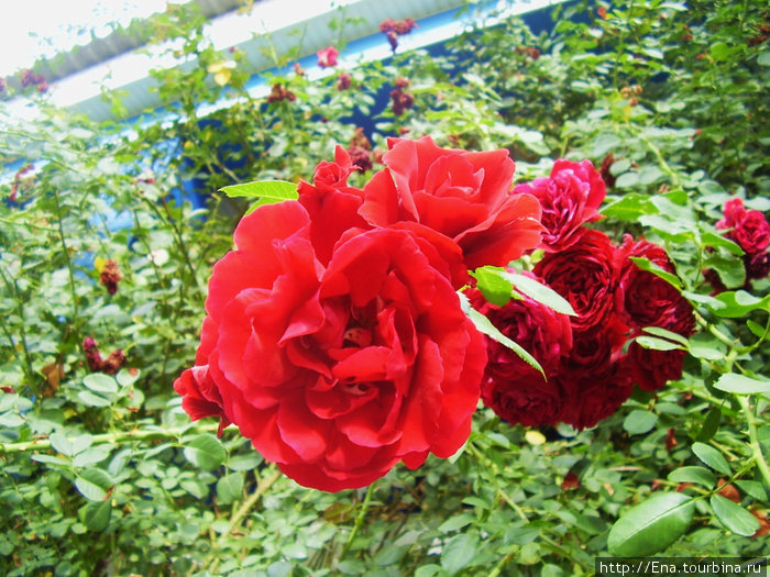Алые розы юга Витязево, Россия