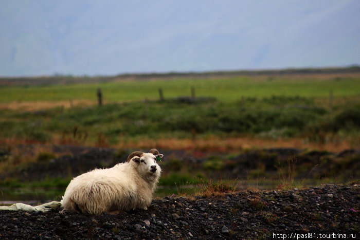 За этим интересным занятием наблюдает очередной баран. В ушах — специальные бирки. За скотом никто не следит, животные разбредаются по округе, а осенью исландцы массовой охотой и сортировкой овец. Южная Исландия, Исландия