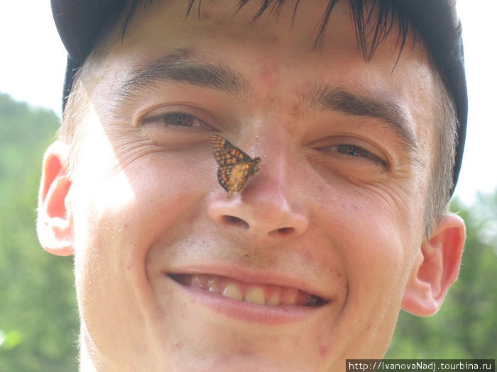 бабочки-прилипалы Республика Алтай, Россия