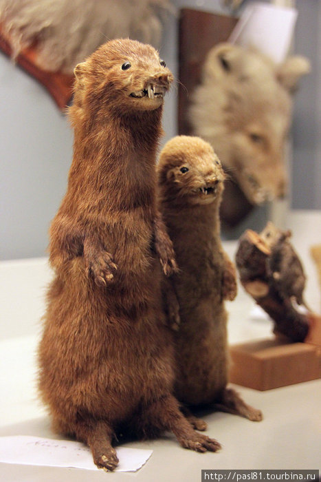 Есть в музее и зоологическая секция. Все животные — обитатели окрестностей. Скогар, Исландия