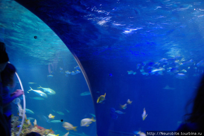 Шпайерский аквариум 