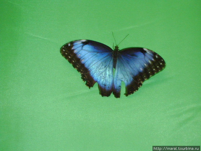 Лично мне приглянулась морфа голубая, чьи крылышки по цвету под стать голубизне неба над Южной и Центральной Америкой, где водятся эти бабочки Рыбинск, Россия