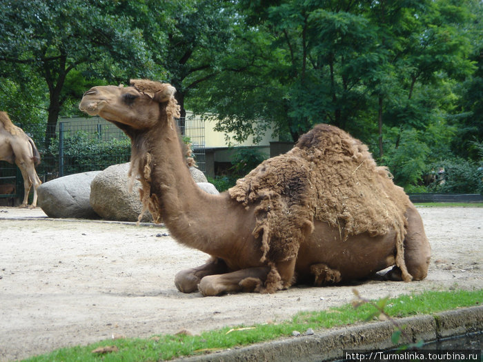 Король зверей и зеленые змеи Берлин, Германия