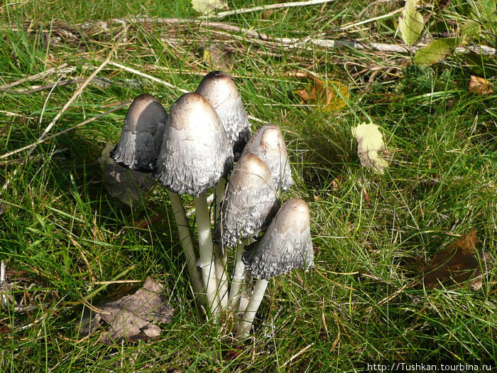 Финские грибы любят тишину Миккели, Финляндия