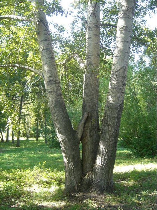 У дерева Новосибирск, Россия