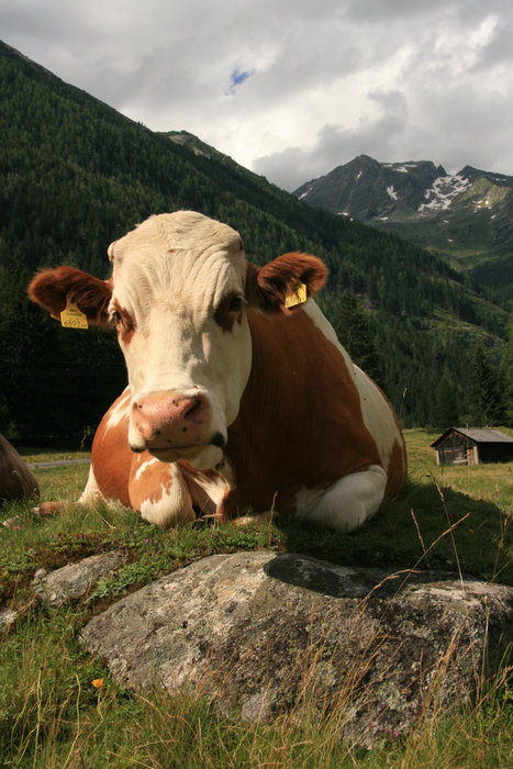 австрийская корова Санкт-Вольфганг, Австрия