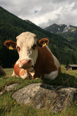 австрийская корова