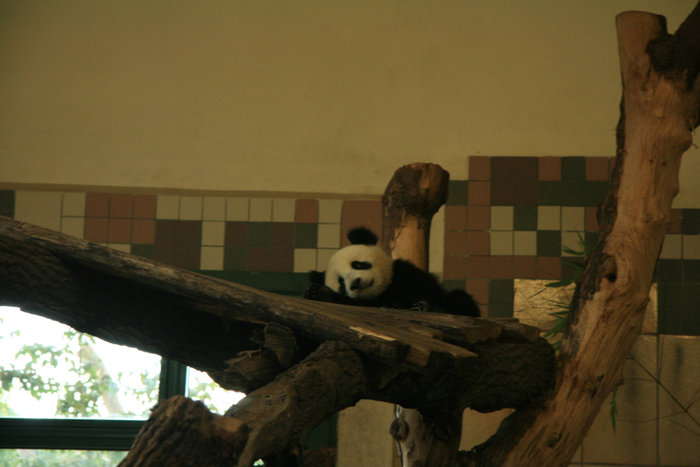 недавно родившаяся маленькая панда в Шенбруннском зоопарке Вена, Австрия