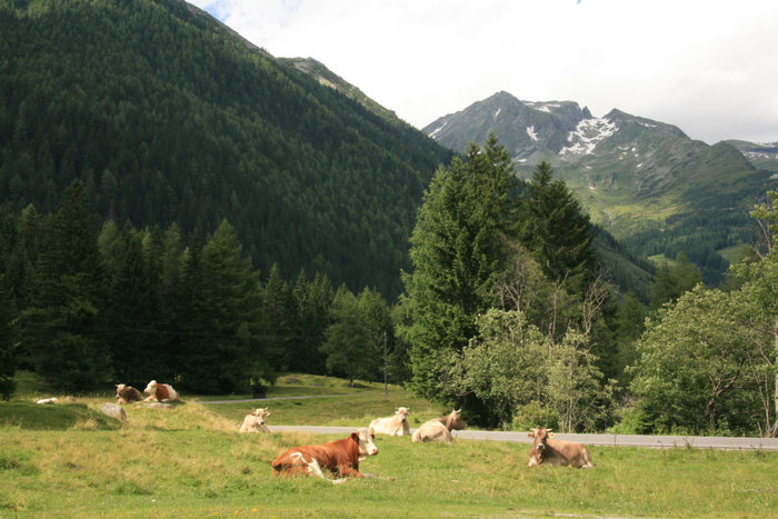 коровы в Национальном парке Высокий Тауэрн Земля Зальцбург, Австрия