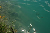 рыба в озере Вольфгангзее