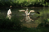 пеликаны в зоопарке Шенбрунн