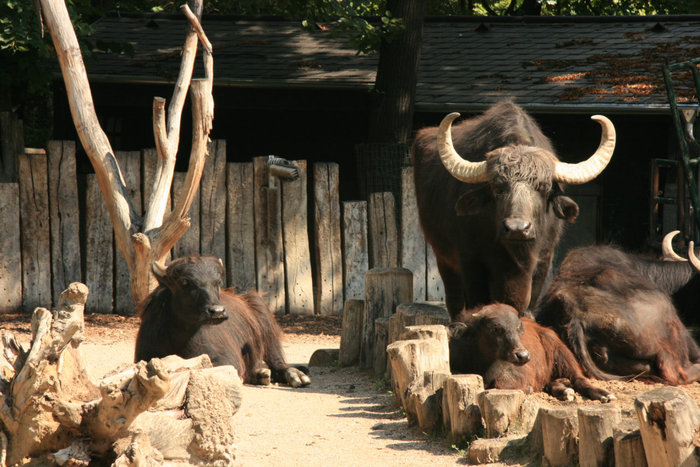 буйволы в зоопарке Шенбрунн Вена, Австрия