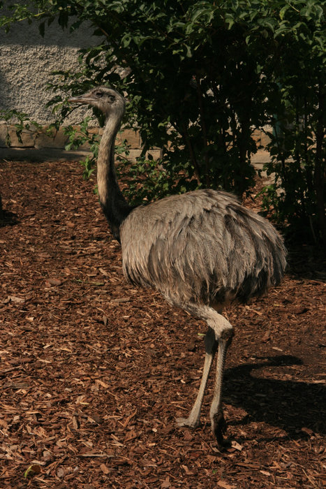 страус в зоопарке Шенбрунн Вена, Австрия