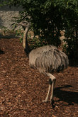 страус в зоопарке Шенбрунн