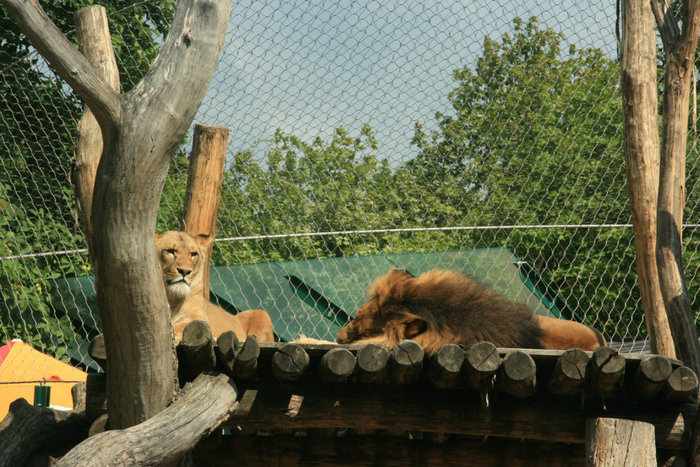 львы в зоопарке Шенбрунн Вена, Австрия