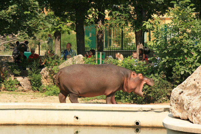 бегемот в зоопарке Шенбрунн Вена, Австрия