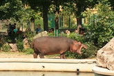 бегемот в зоопарке Шенбрунн