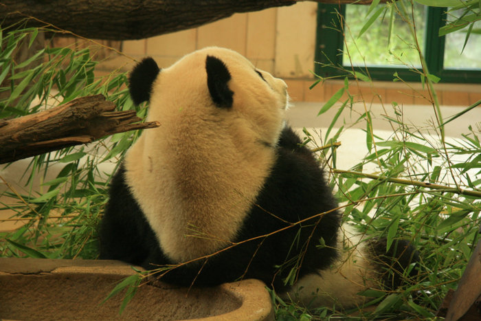 большая панда в зоопарке Шенбрунн Вена, Австрия