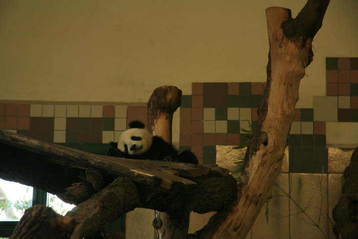 недавно появившаяся на свет панда в зоопарке Шенбрунн Вена, Австрия