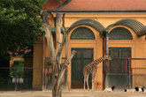 жираф в зоопарке Шенбрунн