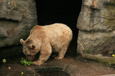 белый медведь в зоопарке Шенбрунн