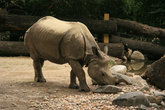 носорог в зоопарке Шенбрунн