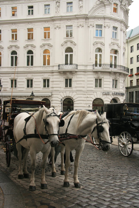 венские лошади Вена, Австрия