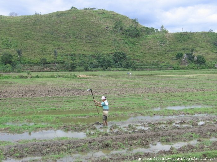 Занимаются же батаки-тоба в основном выращиванием риса. Поэтому мы, когда гуляли по Самосиру, очень часто наблюдали такие вот картины. Рисовые поля батаки возделывают вручную, тяпками или на водяных буйвалах. Индонезия