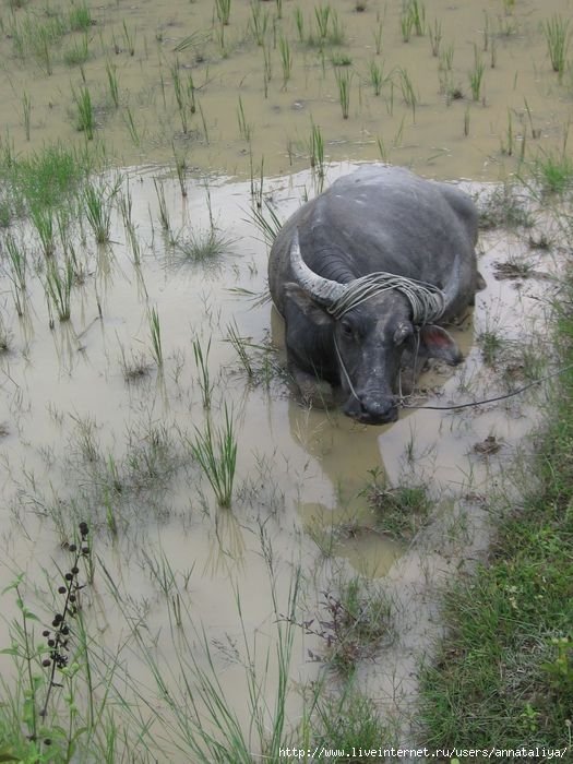 Кстати, вот так выглядит священный водяной буйвол! Тут он среди риса залег! Индонезия
