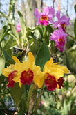 сад орхидей в парке Нонг Нуч