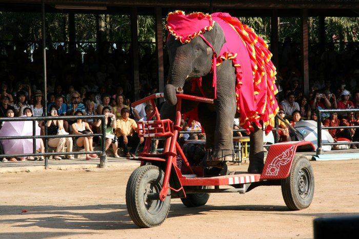 шоу слонов в парке Нонг Нуч Паттайя, Таиланд